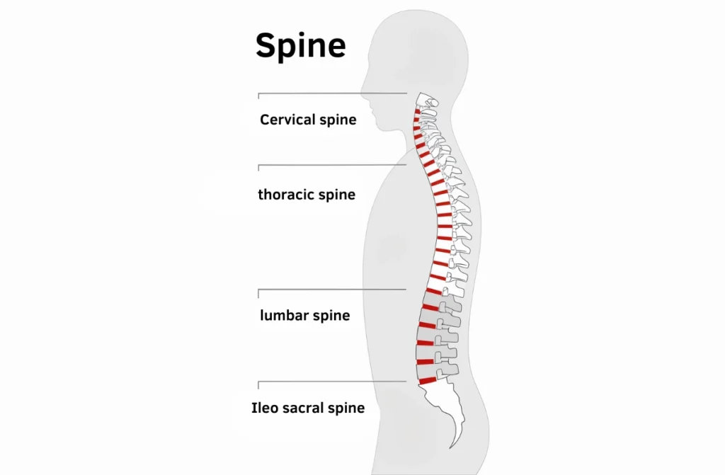 Best Spine Doctor in Chennai 1 Best Spine Doctor in Chennai