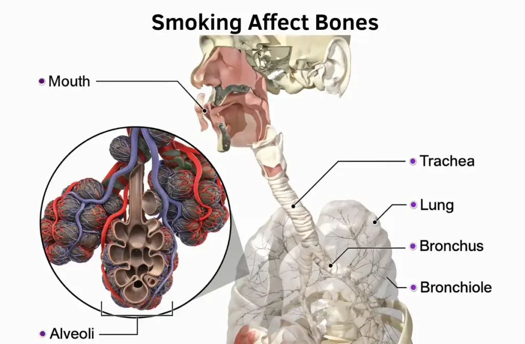 How does Smoking Affect Bones 1 How does Smoking Affect Bones